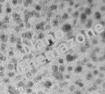 CdTe Quantum Dots